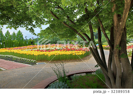 ゆり園 32389358