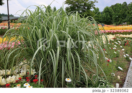 ゆり園 32389362