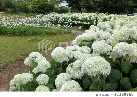ゆり園 白い紫陽花 ゆり園 白い紫陽花 32389369