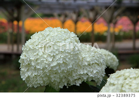 ゆり園 白い紫陽花 ゆり園 白い紫陽花 32389375
