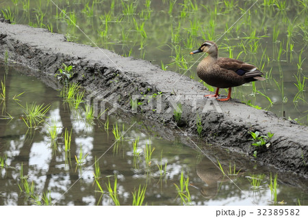 郷土の森公園 カルガモ 郷土の森公園 カルガモ 32389582