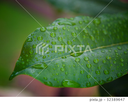 Green leaves background. 32389647