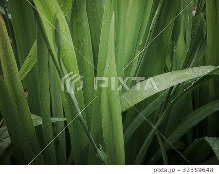 Green leaves background. Green leaves background. 32389648
