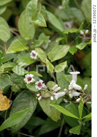 ヘクソカズラの花 32390072
