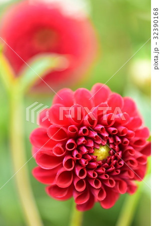 ダリア ダリア 32390168