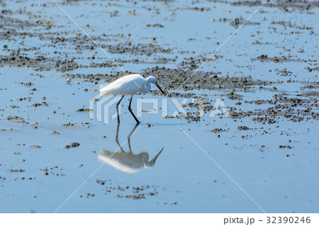 Chinese Egret Egretta eulophotes. Chinese Egret Egretta eulophotes. 32390246