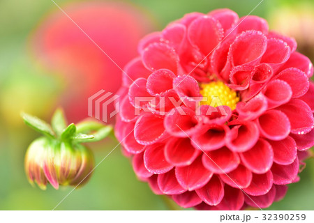 ダリア 32390259
