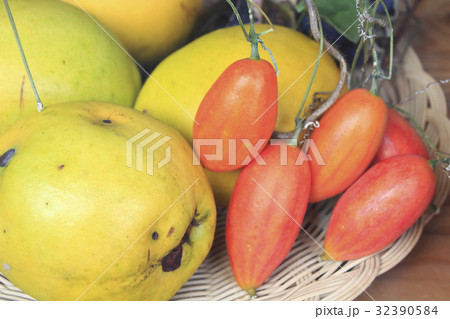 カリンとカラスウリ カリンとカラスウリ 32390584