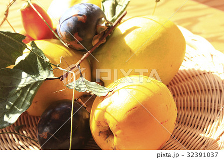 カリンとカラスウリ カリンとカラスウリ 32391037