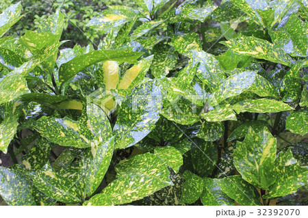 アオキの葉 32392070