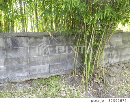 竹の張り根で壊されたブロック塀 竹の張り根で壊されたブロック塀 32392675