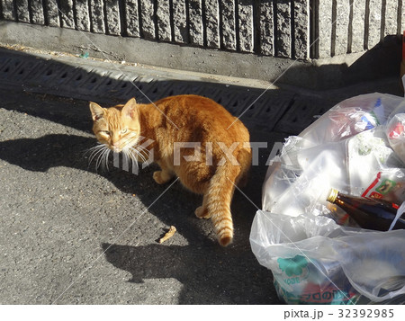 ゴミを漁る野良猫 32392985