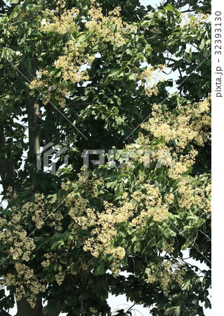 自然　植物　アオギリ、梅雨明け頃の蒸し暑い時機。薄黄色の花が一斉に咲きます 32393130