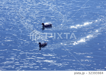 川面のカモ 32393984