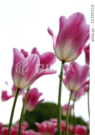 チューリップ 32395518