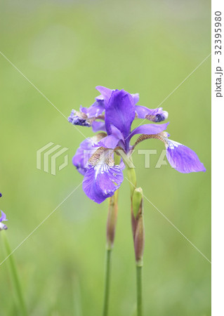 あやめ 32395980