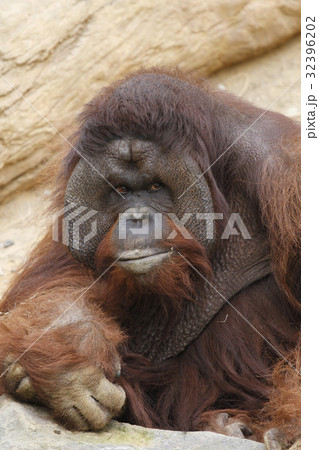 ボルネオオラウータン 32396202