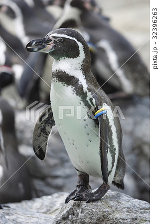 フンベルトペンギン 32396263