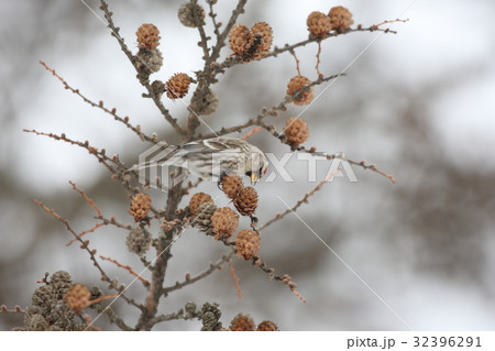 ベニヒワのメス ベニヒワのメス 32396291