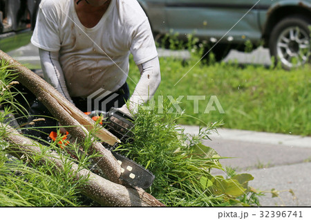 桐の木の伐採 桐の木の伐採 32396741