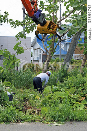 桐の木の伐採 桐の木の伐採 32396742