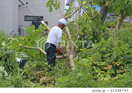 桐の木の伐採 32396745