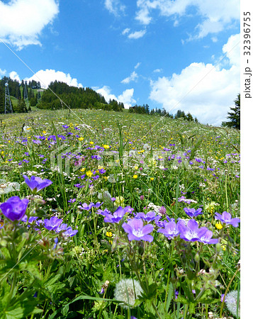 ボルト付近の高山植物の群生 32396755