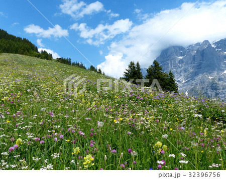ボルト付近の高山植物の群生 32396756