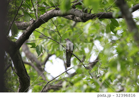 ホトトギス 32396816