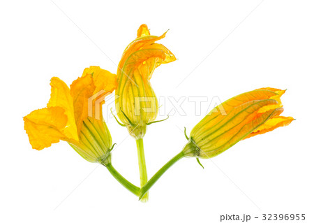 Yellow pumpkin and zucchini flowers isolated on Yellow pumpkin and zucchini flowers isolated on 32396955