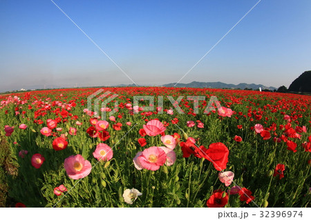 ポピー1693 32396974