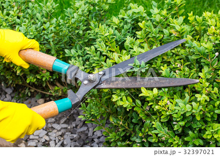Landscape design. Hand with scissors, cutting of Landscape design. Hand with scissors, cutting of 32397021