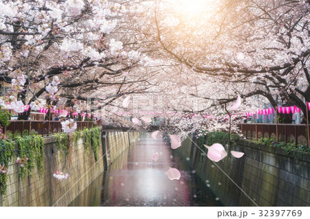 Cherry blossom lined Meguro Canal in Tokyo, Japan. 32397769