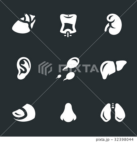 Vector Set of Human organs and body parts Icons. 32398044