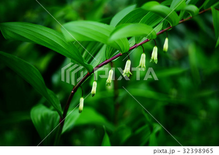 山野草 アマドコロの花 山野草 アマドコロの花 32398965