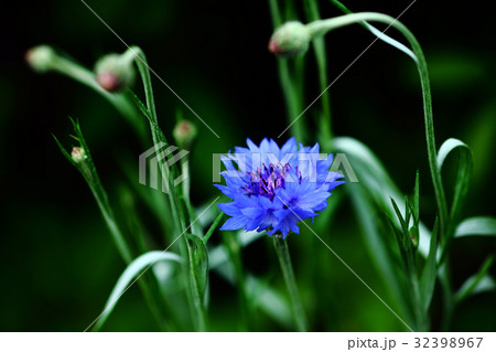 山野草 ヤグルマソウの青い花の写真素材