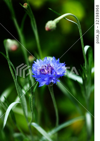 山野草 ヤグルマソウの青い花の写真素材