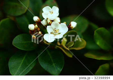 マルバシャリンバイの花 マルバシャリンバイの花 32398994