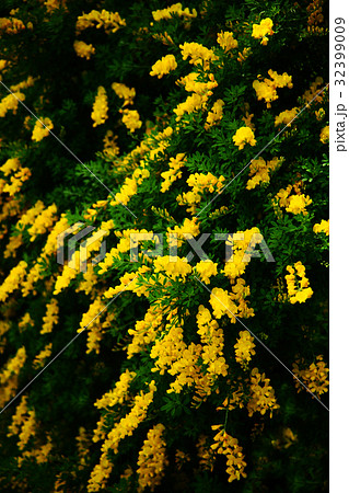 共演するヒメエニシダの花 32399009