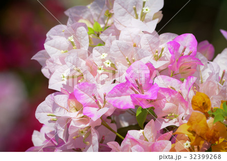 Flower plantation in Mekong Delta, Vietnam 32399268