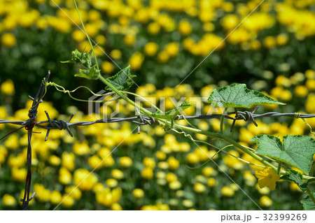 Flower plantation in Mekong Delta, Vietnam 32399269