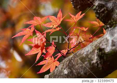 紅葉した若いもみじ 紅葉した若いもみじ 32399475