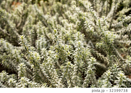 グレビレア　マウント　タンボリーサ 32399738