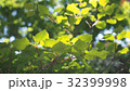 木洩れ陽 32399998