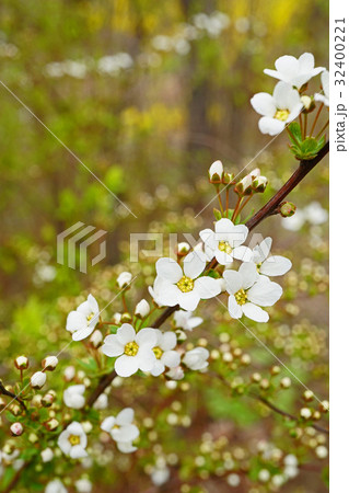 早春の使者ユキヤナギ 32400221