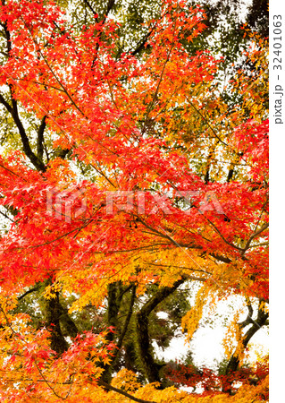 紅葉シーズンに訪れた名刹で楽しむ古都の秋 紅葉シーズンに訪れた名刹で楽しむ古都の秋 32401063