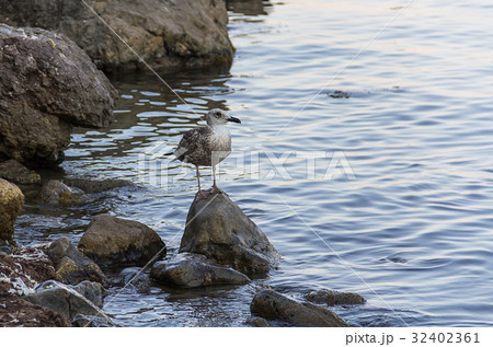 gray seagull is standing on a high narrow stone 32402361
