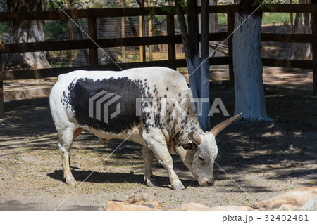 White bull of the Watussi with a black spot 32402481