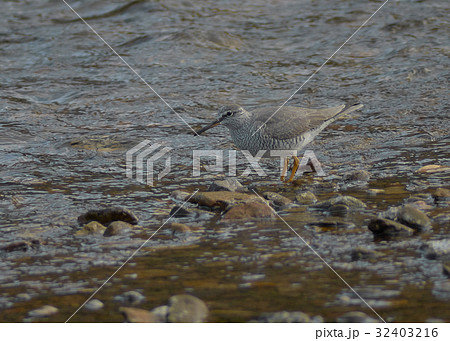 キアシシギ 32403216