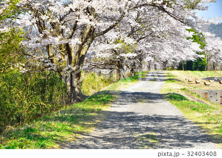 桜 32403408